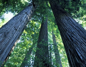 Graphic Prints: Montgomery Woods State Reserve, California. USA. Ancient redwoods (Sequoia sempervirons)
