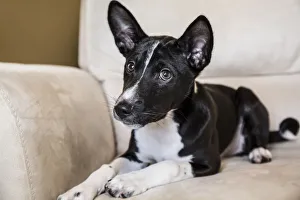Cute Prints: Three month old Basenji puppy reclining on a chair. (PR)