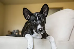 Janet Horton Prints: Three month old Basenji puppy sitting with his legs over the side of a chair. (PR)