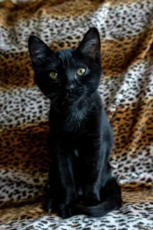 Fabric Prints: Two month old black kitten (PR)