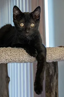 Lying Down Prints: Two month old black kitten resting on a cat tower