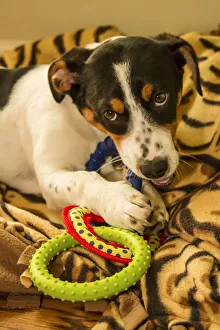 Eye Contact Prints: Four month old Fox Terrier, Hound mixed breed puppy chewing on a ring toy. (PR)