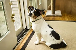 Images Dated 7th April 2014: Four month old Fox Terrier Hound mixed breed puppy waiting at the door to go outside