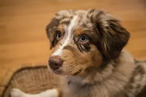 Images Dated 10th January 2016: Four month old Red Merle Australian Shepherd puppy resting in a basket. (PR)