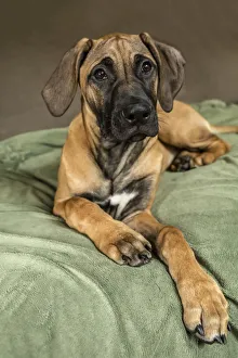 Images Dated 25th January 2016: Four month old Rhodesian Ridgeback puppy reclining on a covered sofa. (PR)