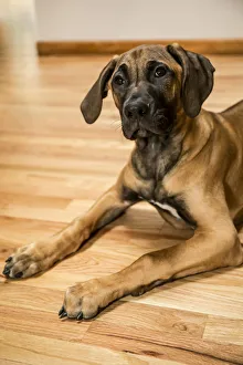 Cute Prints: Four month old Rhodesian Ridgeback puppy reclining on a wooden floor. (PR)