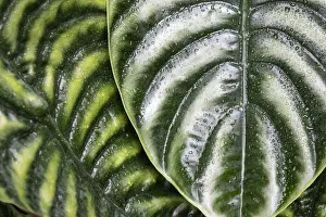 Elephant Ear Prints: Montreal Botanical Gardens, elephants ears with rainwater