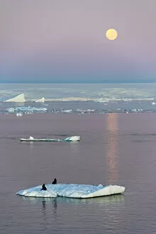 Antarctica Gallery: Moon over Antarctic Fur Seal on floating ice in South Atlantic Ocean, Antarctica