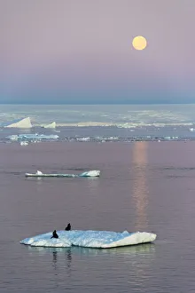 Antarctica Prints: Moon over Antarctic Fur Seal on floating ice in South Atlantic Ocean, Antarctica