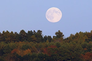 Full Prints: Full Moon over Bath, Bath, Maine, USA, full moon, fall colors, astronomy
