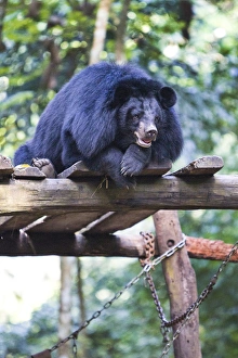 Images Dated 31st October 2011: Moon bears are a rare sight in the country, with the exception of this exhibit in