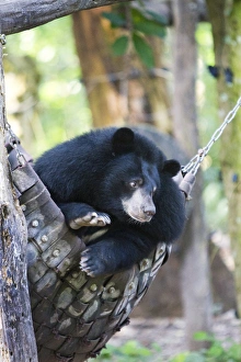 Lazy Prints: Moon bears are a rare sight in the country, with the exception of this exhibit in