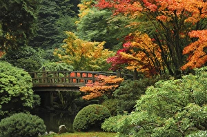 Images Dated 29th October 2008: Moon Bridge in Autumn: Portland Japanese Garden; Portland; Oregon; USA