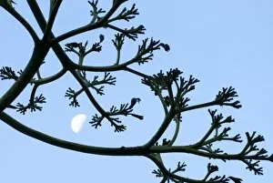 Images Dated 17th June 2006: Moon framed by century plant, Big Sur, California