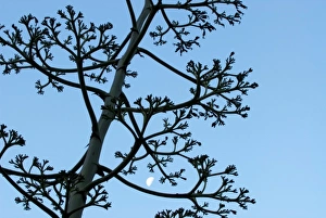 Images Dated 17th June 2006: Moon framed by century plant, Big Sur, California