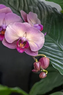 Images Dated 22nd January 2021: Moon Orchid
