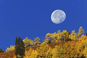 Gunnison Prints: Moon setting at sunrise, Gunnison National Forest, near Gunnison, CO. (Not available