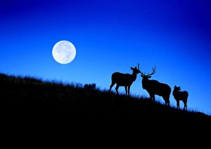 Ungulate Prints: Full Moon, Super Moon, Rocky mountain bull elk with harem