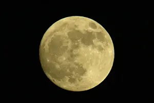 Cosmos Prints: Full moon with yellowish hue. Credit as: Arthur Morris / Jaynes Gallery / Danita Delimont