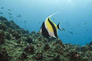 Moorish Idol (Zanclus canescens) off of Wolf Island, Galapagos Islands, Ecuador