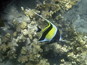 Moorish Idol ( Zanclus cornutus ), Malolo Lailai Island, Mamanuca Islands, Fiji