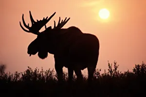moose, Alces alces