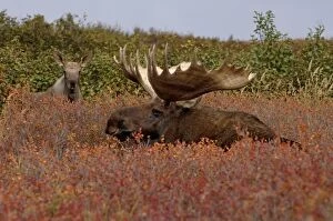 moose, Alces alces, bull and calf in Denali National Park, interior Alaska