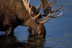 moose, Alces alces, bull feeding on aquatic plants in a kettle pond, Denali National Park