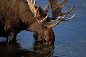 Rack Prints: moose, Alces alces, bull feeding on aquatic plants in a kettle pond, Denali National Park