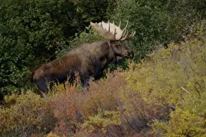 Images Dated 4th September 2005: moose, Alces alces, bull feeding on willow bushes in Denali National Park, interior