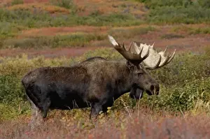 moose, Alces alces, bull feeding on willow bushes in Denali National Park, interior