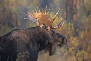 Images Dated 13th May 2011: moose, Alces alces, bull in Grand Teton National Park, Wyoming