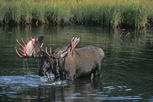 moose, Alces alces, bull that just shed its velvet stands in a kettle pond and feeds