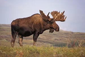 Images Dated 9th November 2005: moose, Alces alces, bull with large antlers in velvet, on fall tundra, Denali National Park