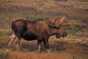Images Dated 9th November 2005: moose, Alces alces, bull with large antlers in velvet, fall tundra, Denali National Park