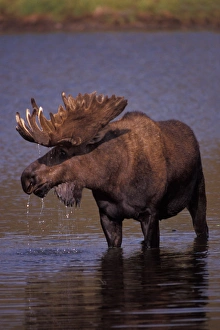 Images Dated 9th November 2005: moose, Alces alces, bull with large antlers in velvet, in the water, Denali National Park