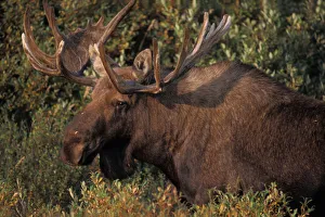 Images Dated 9th November 2005: moose, Alces alces, bull with large antlers in velvet, Denali National Park, interior