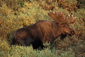 Images Dated 9th November 2005: moose, Alces alces, bull with large antlers in velvet and in fall tundra
