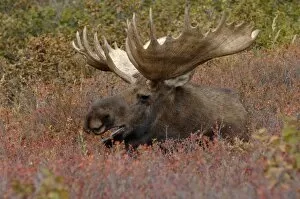 Images Dated 6th September 2005: moose, Alces alces, bull resting on fall tundra in Denali National Park, interior Alaska