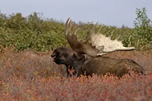 Sleeping Prints: moose, Alces alces, bull resting on fall tundra in Denali National Park, interior Alaska