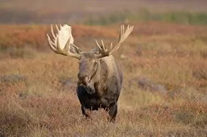Images Dated 3rd September 2005: moose, Alces alces, bull walking on fall tundra in Denali National Park, interior Alaska