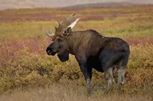 Images Dated 5th September 2005: moose, Alces alces, bull walking on fall tundra in Denali National Park, interior Alaska