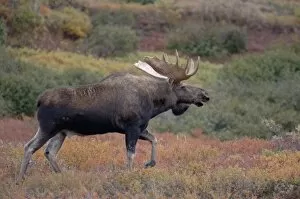 Images Dated 4th September 2005: moose, Alces alces, bull walking on fall tundra in Denali National Park, interior Alaska