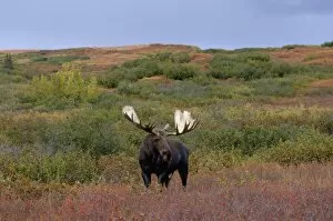Images Dated 6th September 2005: moose, Alces alces, bull walking on fall tundra in Denali National Park, interior Alaska