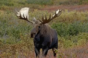 Images Dated 6th September 2005: moose, Alces alces, bull walking on fall tundra in Denali National Park, interior Alaska