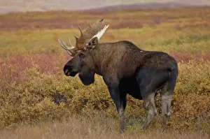 Images Dated 5th September 2005: moose, Alces alces, bull walking on fall tundra in Denali National Park, interior Alaska