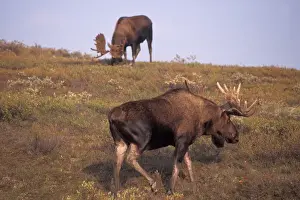 Images Dated 9th November 2005: moose, Alces alces, two bulls with large antlers in velvet on the fall tundra