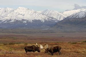 Images Dated 3rd September 2005: moose, Alces alces, two bulls in rut fighting during mating season, Denali National Park