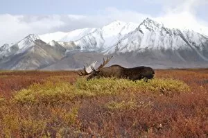 Images Dated 5th September 2005: moose, Alces alces, bulls walking on fall tundra in Denali National Park, interior Alaska