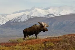 Images Dated 3rd September 2005: moose, Alces alces, bulls walking on fall tundra in Denali National Park, interior Alaska